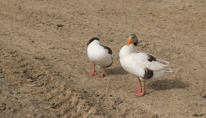 Two duck in Iraqi countryside 