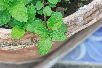 mint in garden © focussy