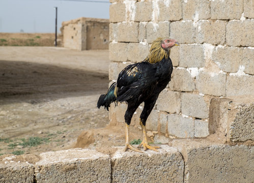 Special kind of cock used for fight bet in Iraq 