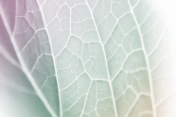 vivid pastel color leaf soft and blur texture for background