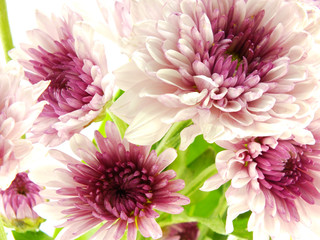 beautiful chrysanthemums pink flowers bouquet