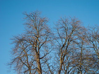 winterliche Bäume und hellblauem Himmel 