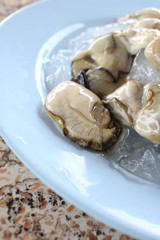 Freshly oysters
