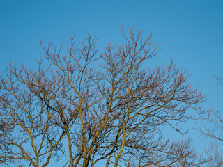 winterliche Bäume und hellblauem Himmel 
