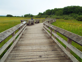 Obraz premium A Wooden Footpath Through a Lush Green Forest