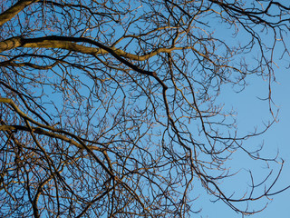 winterliche Bäume und hellblauem Himmel 