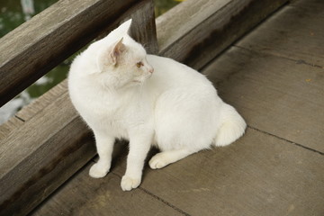 Fototapeta na wymiar 白い猫