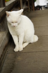 白い猫