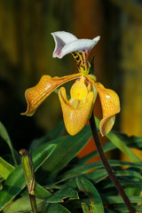 Naklejka na ściany i meble Orchid, Paphiopedilum, Paphiopedilum villosum ,flowers