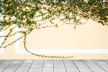 Naklejka na ściany i meble Wooden board the White wall green ivy plant.