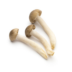 Mushroom on the isolated background.