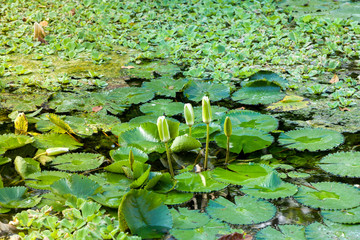 water lily in small pond