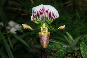 Orchid, Paphiopedilum, Paphiopedilum villosum ,flowers