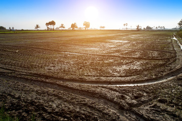 wet ploughed rice field