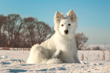 Fototapeta premium White Swiss Shepherd puppy for a walk 
