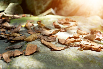 Autumn leaves