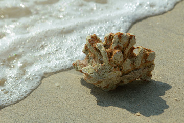 beach and small coral