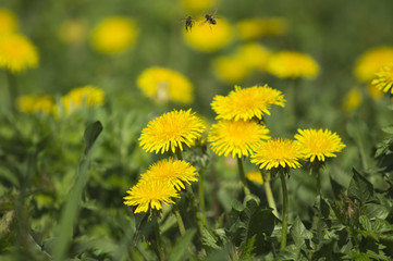 Bee on dandelion