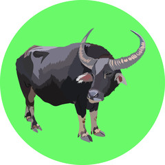 vector buffalo on the green background