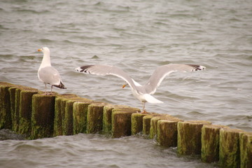 Möwen an der Küste
