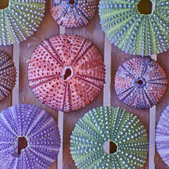 various colorful sea urchins on wooden background