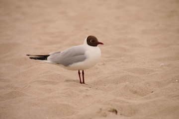 Möwen an der Küste