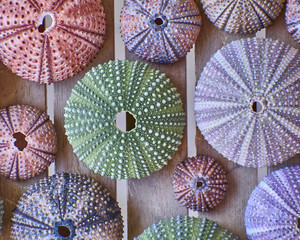 various colorful sea urchins on wooden background