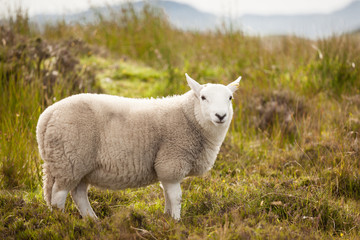 Naklejka na ściany i meble Scottish Shetland Sheep