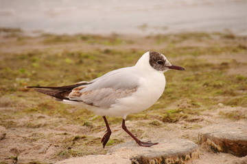 Möwen an der Küste
