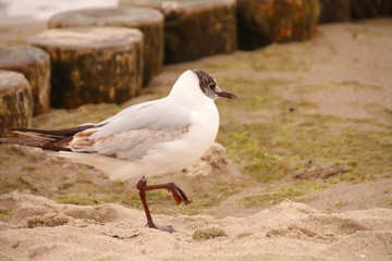 Möwen an der Küste
