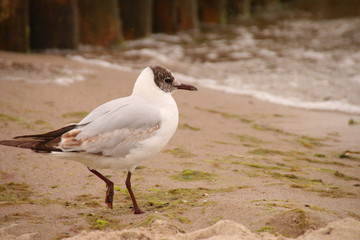Möwen an der Küste
