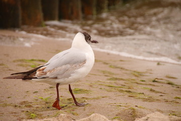 Möwen an der Küste
