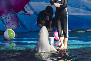 Fototapeta premium Dolphins in a dolphinarium