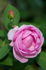 Pink roses for extraction of essential oils.