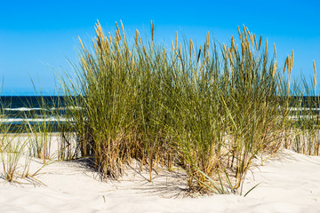 Landscape of sand dune and grass by the sea, summer blue sky