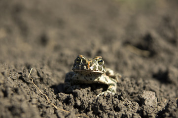 Marsh Frog