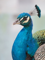 Peacock's head