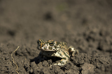 Marsh Frog