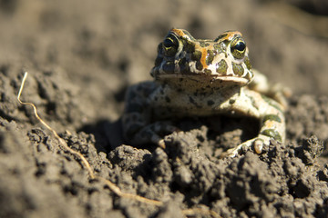 Marsh Frog