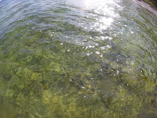 Surface of the Water at a Clear Lake