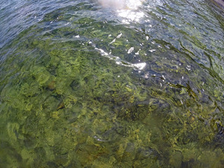 Surface of the Water at a Clear Lake