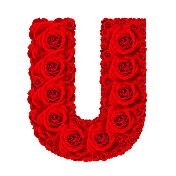 Rose alphabet set - Alphabet capital letter U made from red rose blossoms isolated on white background