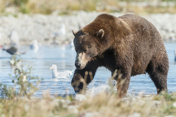 Obraz na płótnie Canvas Brown bear standing at a river at Katmai Alaska