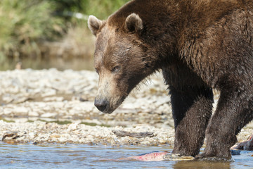 Brown bear standing at a river at Katmai Alaska close up