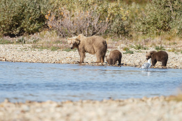 Brown bear standing at a river at Katmai Alaska and her two spring cubs