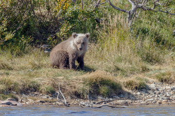 Brown bear cub at a river at Katmai Alaska