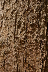 background of bark tree in tropical forests.