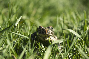 Marsh Frog