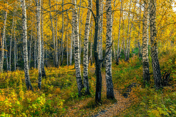 Autumn evening in the birch forest
