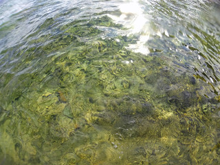 Surface of the Water at a Clear Lake